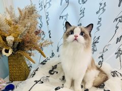 -爱洗澡的猫(望京店)