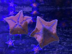 -北戴河圣蓝海洋公园