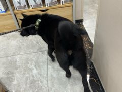 -瑞鹏宠物医院·骨外科·心肾科·肿瘤科(九亭店)