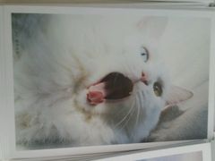 android_upload_pic-Anne猫窝咖啡屋