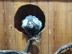 -上海大自然野生昆虫馆(东方明珠·爬宠昆虫探索中心)