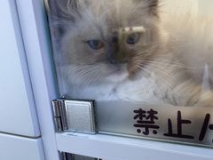 -小猫来了·猫舍(红山六九七九店)
