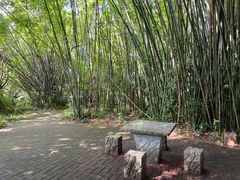 -大屏嶂森林公园