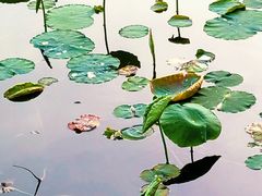 -莲花池公园