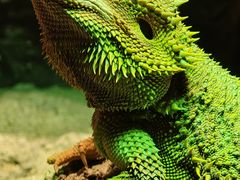 -帕帕拉兹宠物(亚洲旗舰店)