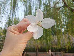 -海棠花溪(元大都城垣遗址公园)