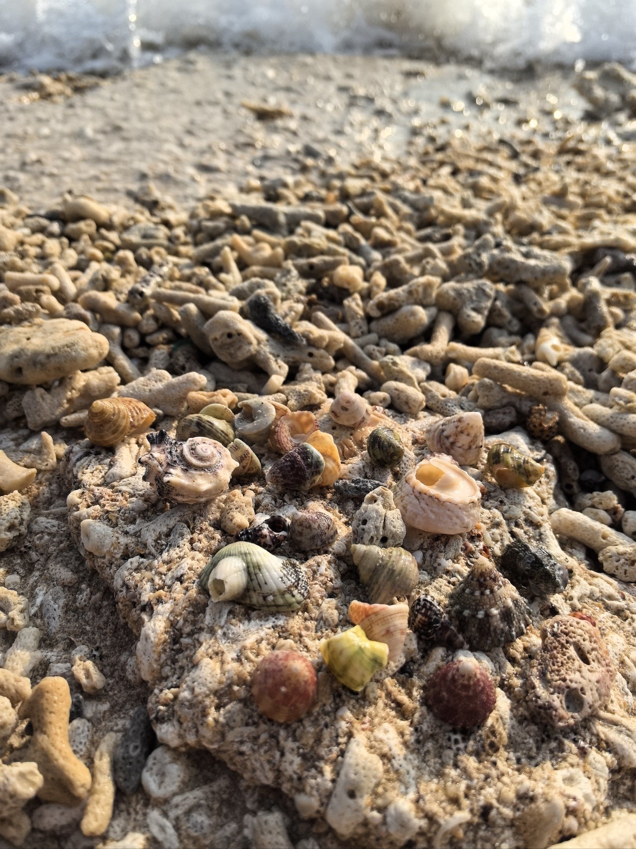 贝壳海滩