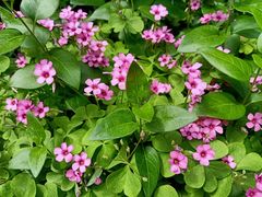 -苏州河梦清园环保主题公园