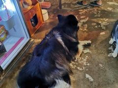 -more than meow吴止猫主题餐厅(承德 中船汇店)