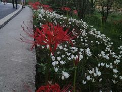 -贵阳市花溪国家城市湿地公园