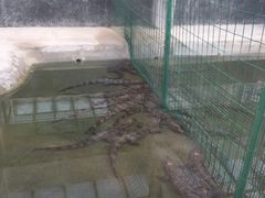 -中国扬子鳄村