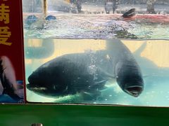 -好灶头妈妈菜·柴火灶台鱼·千岛湖土菜地标美食