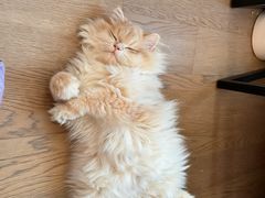 -lincat·猫舍(广州店)