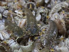 -华阳海鲜市场(府西路店)