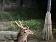 -清迈夜间动物园
