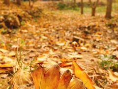 -千年银杏谷文化旅游区