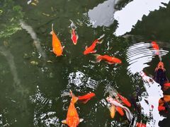 -东山雕花楼