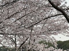 -高东镇樱花园