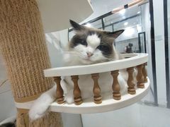 -1013 PET SHOP 宠物商店(近铁城市广场店)