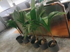 -探窝·竹笙椰子鸡(杨箕店)