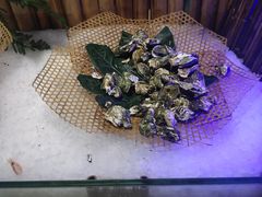 -万象·复兴号鲜肉烤肉海鲜自助(升级店)