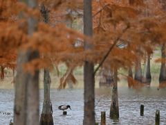 -白鹭湾湿地公园