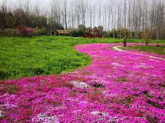 -溱湖国家湿地公园