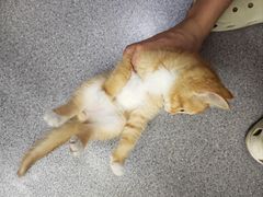 -瑞派宠物医院·犬猫全科·猫友好(宾水西道店)