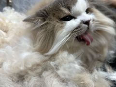 -瑞鹏宠物医院华南总院·夜诊·心脏科·骨科
