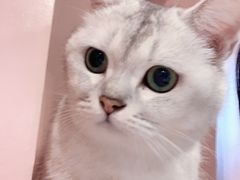 -猫儿山۰猫主题餐厅