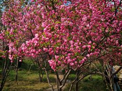 -石家庄市植物园