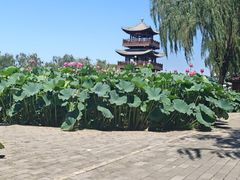 -白洋淀景区
