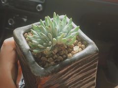-南山植物园