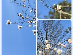 -上海佘山国家森林公园天马山园