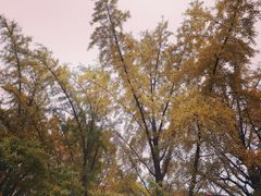 -三里屯东五街银杏大道