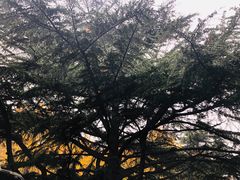 -山东省立医院(中心院区)