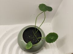 -常乐·对症推拿(招商大魔方第160分店)