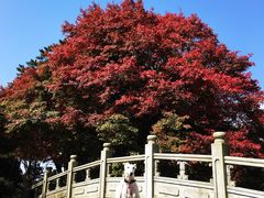 -庐山风景区花径公园