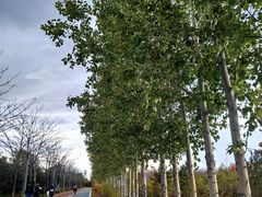 -绥化市森林植物园