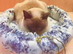 -Pets First伊珊娜洗护·精致美容·家庭式寄养(新会路店)