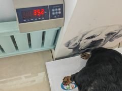 -北京观赏动物医院·24小时大型综合·猫专科·异宠专科