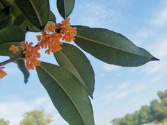 -西京湾花海