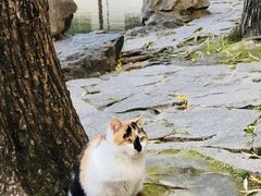 -西园寺