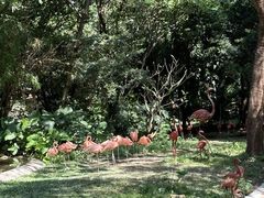 -深圳野生动物园