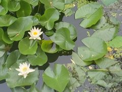 -莲湖公园