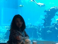 -海棠湾洲际-涛·海底餐厅·美人鱼·自助餐·海底隧道