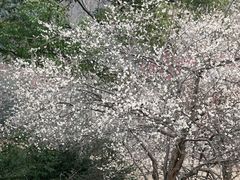 -杭州植物园