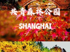 -上海共青森林公园