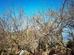 -广州市流溪河国家森林公园