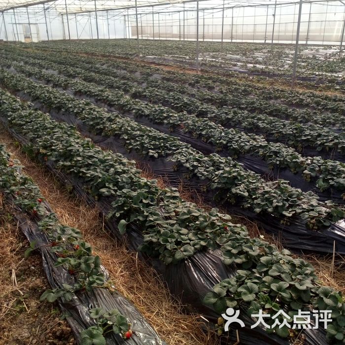 蔚然花海草莓采摘园图片-北京采摘/农家乐-大众点评网